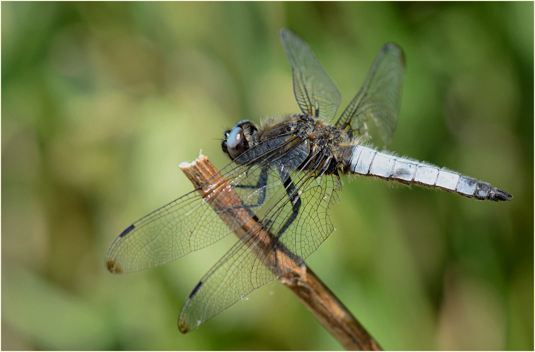 Libellen, Spitzenfleck