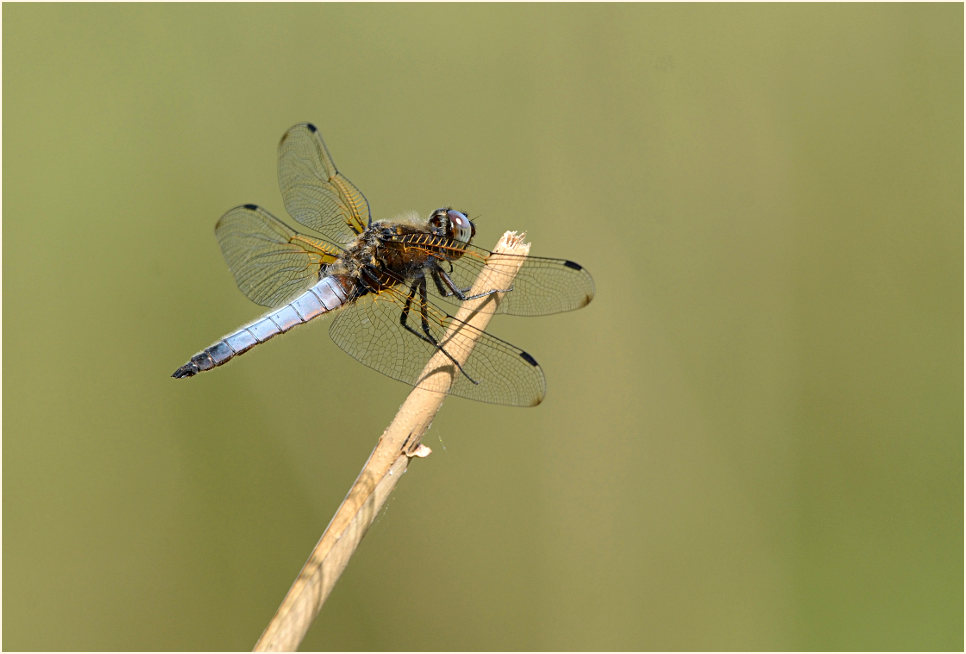 Libellen, Spitzenfleck