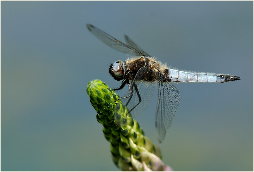 Libellen, Spitzenfleck