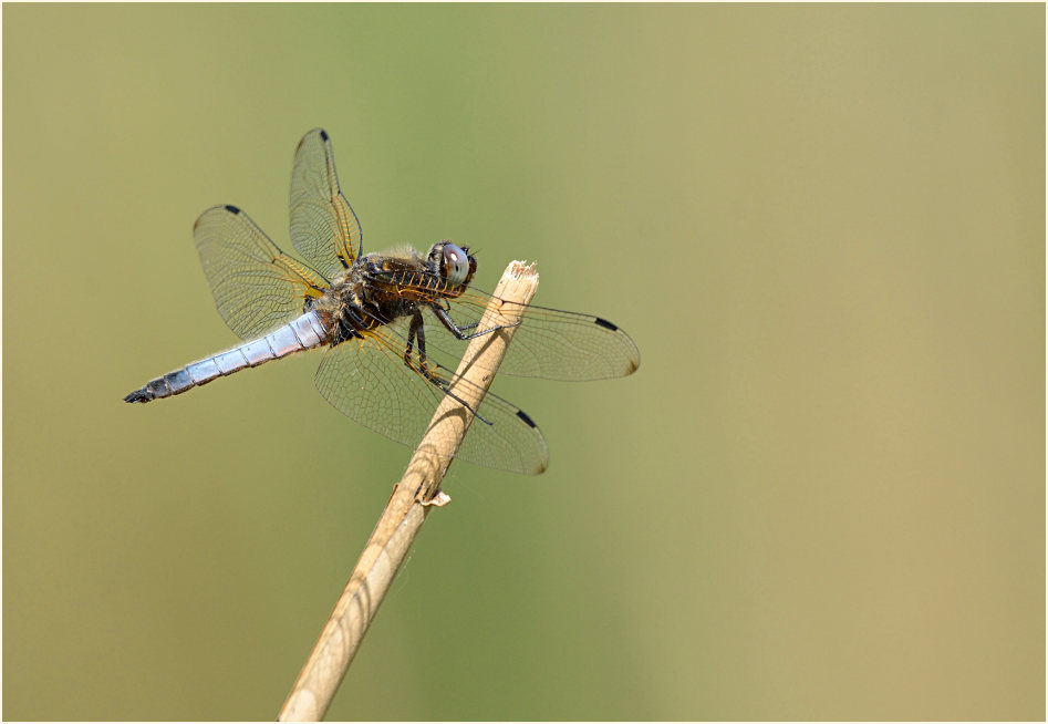 Libellen, Spitzenfleck