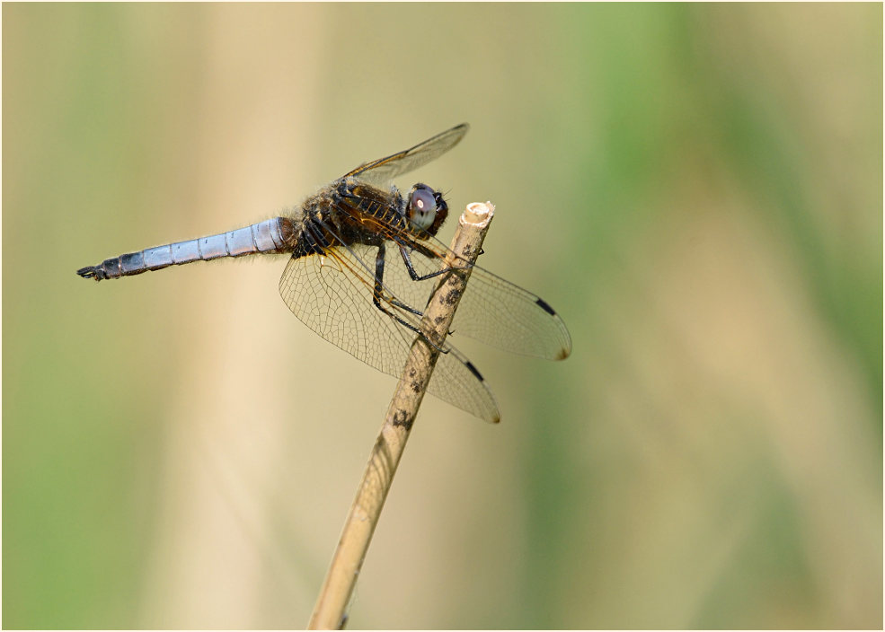 Libellen, Spitzenfleck