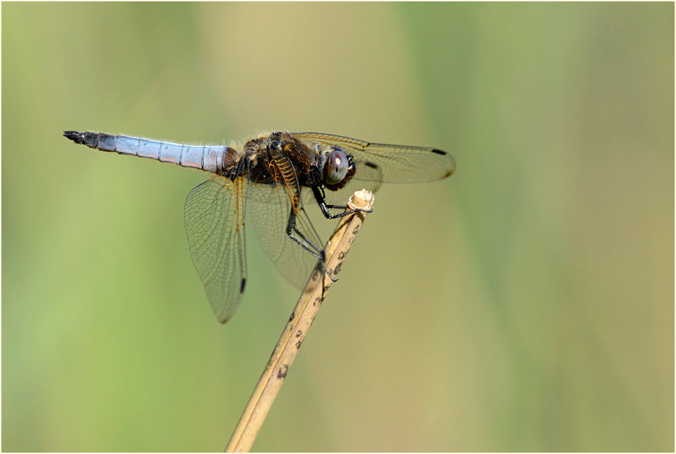 Libellen, Spitzenfleck