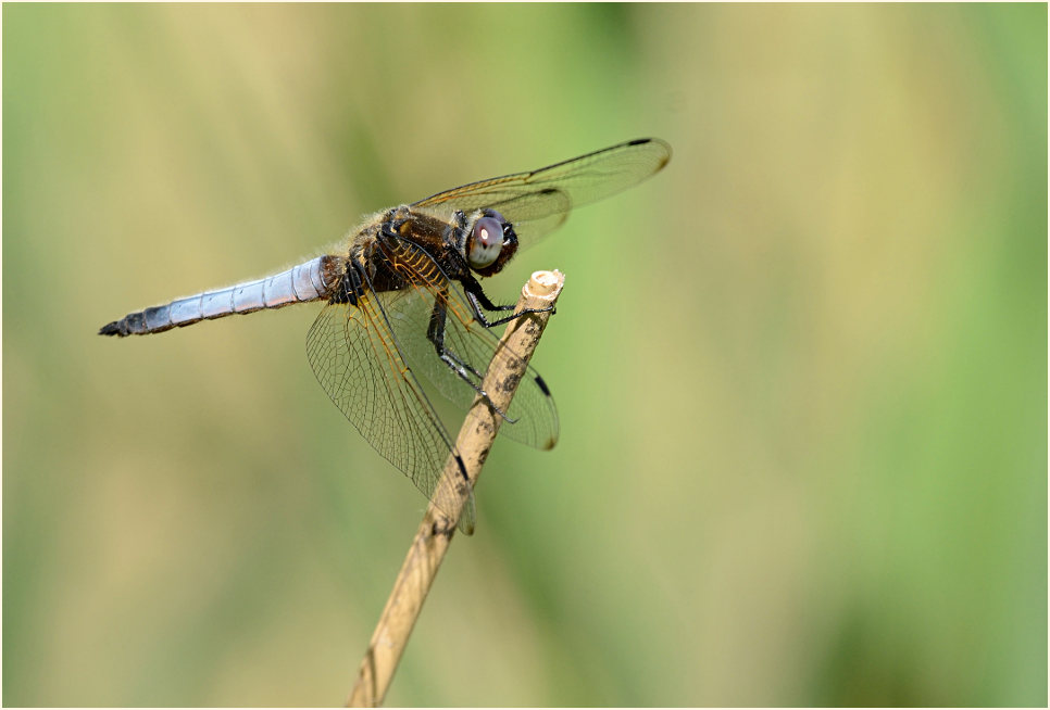 Libellen, Spitzenfleck