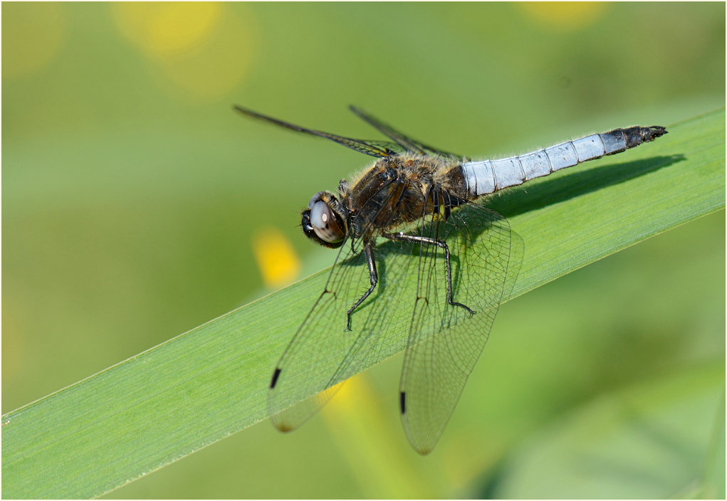 Libellen, Spitzenfleck