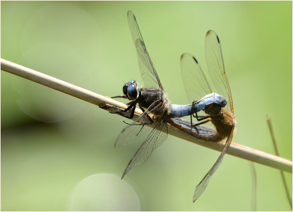 Libellen, Spitzenfleck