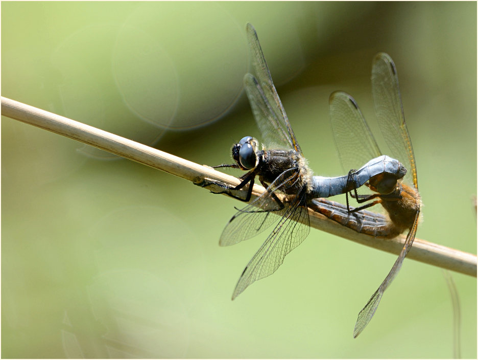 Libellen, Spitzenfleck