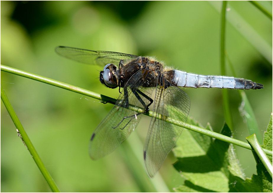 Libellen, Spitzenfleck