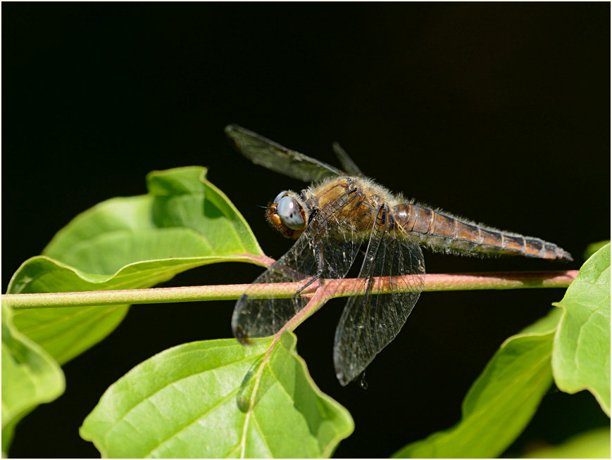 Libellen, Spitzenfleck
