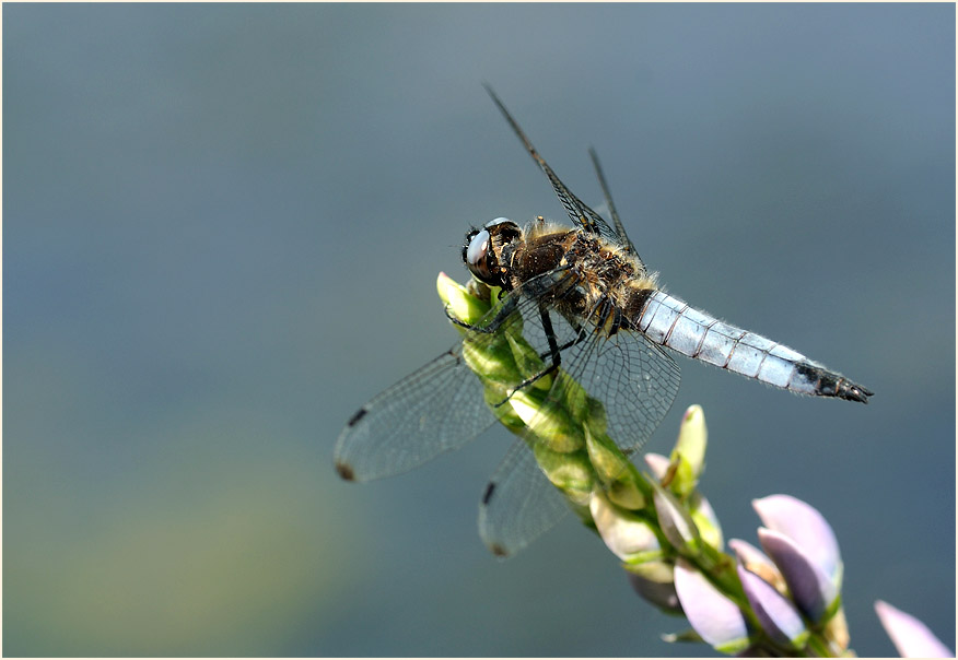 Libellen, Spitzenfleck