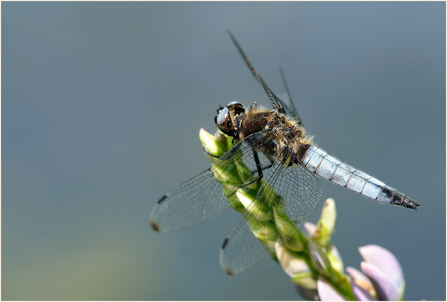 Libellen, Spitzenfleck
