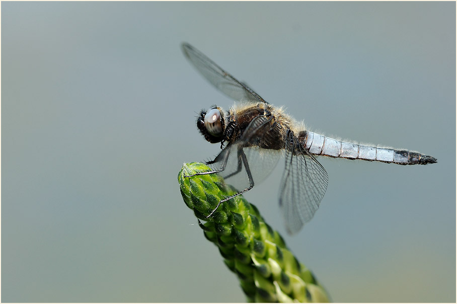 Libellen, Spitzenfleck