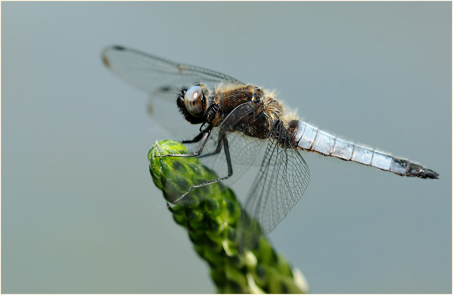 Libellen, Spitzenfleck
