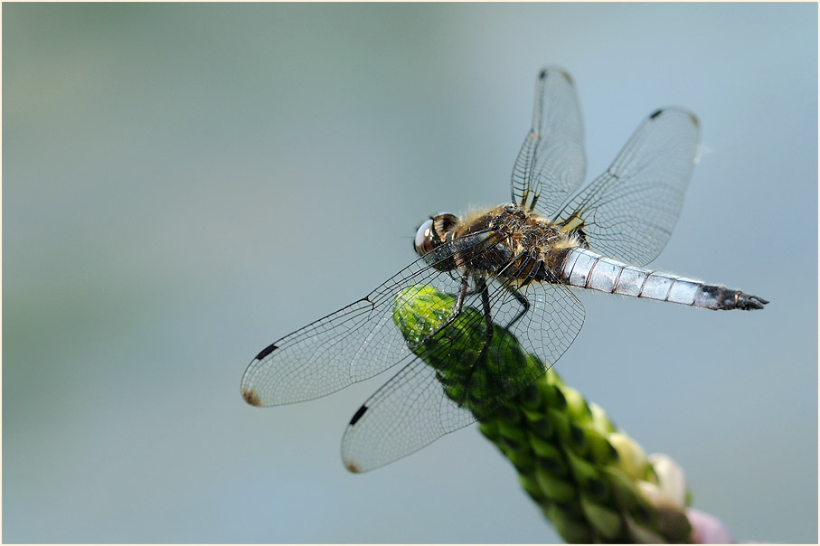 Libellen, Spitzenfleck