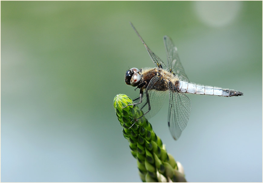 Libellen, Spitzenfleck