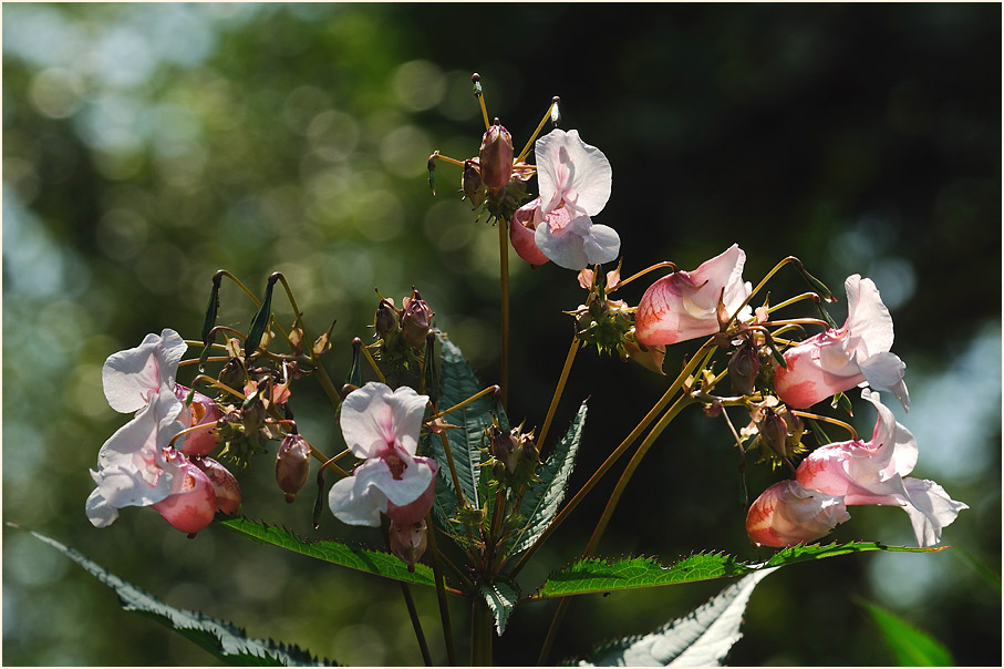 Springkraut, drüsiges (Impatiens glandulifera)