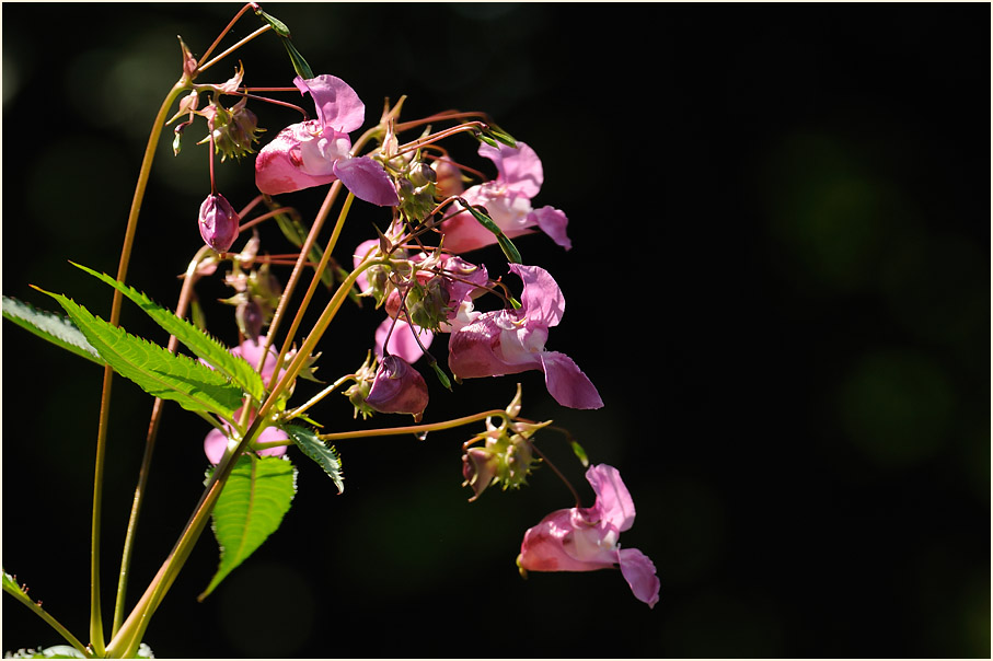 Springkraut, drüsiges (Impatiens glandulifera)