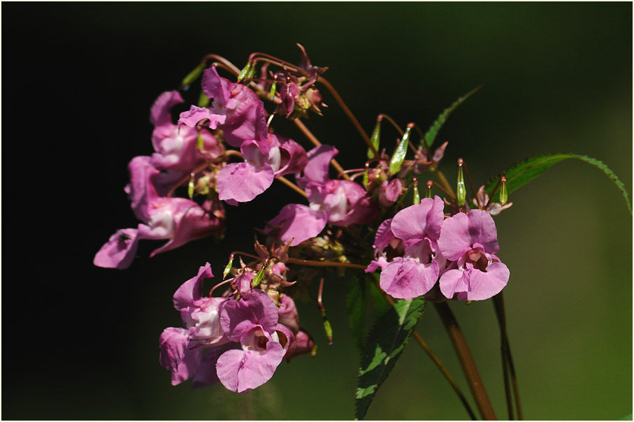 Springkraut, drüsiges (Impatiens glandulifera)