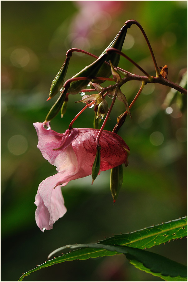 Springkraut, drüsiges (Impatiens glandulifera)