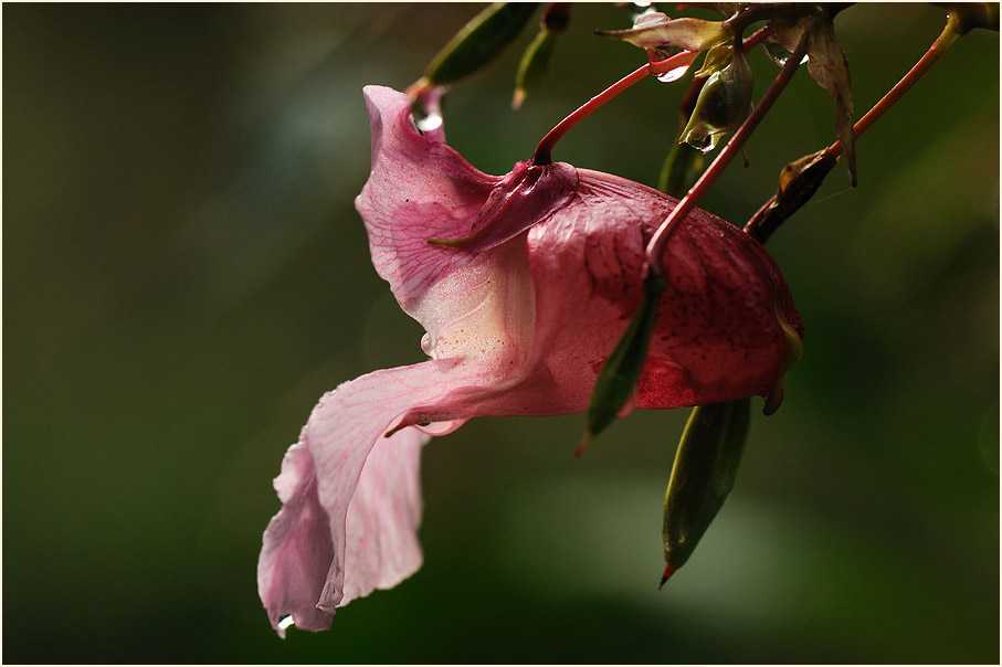 Springkraut, drüsiges (Impatiens glandulifera)