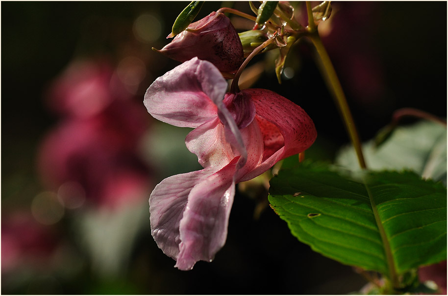 Springkraut, drüsiges (Impatiens glandulifera)