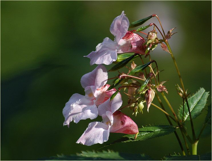 Springkraut, drüsiges (Impatiens glandulifera)