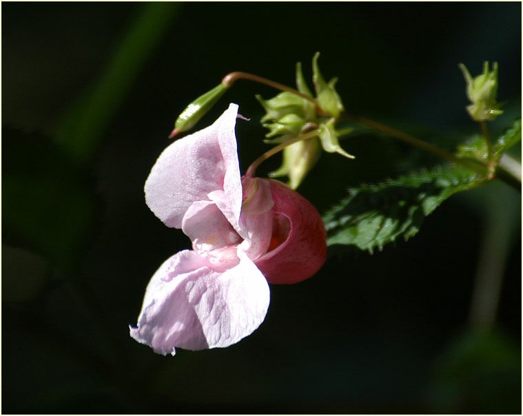 Springkraut, drüsiges (Impatiens glandulifera)