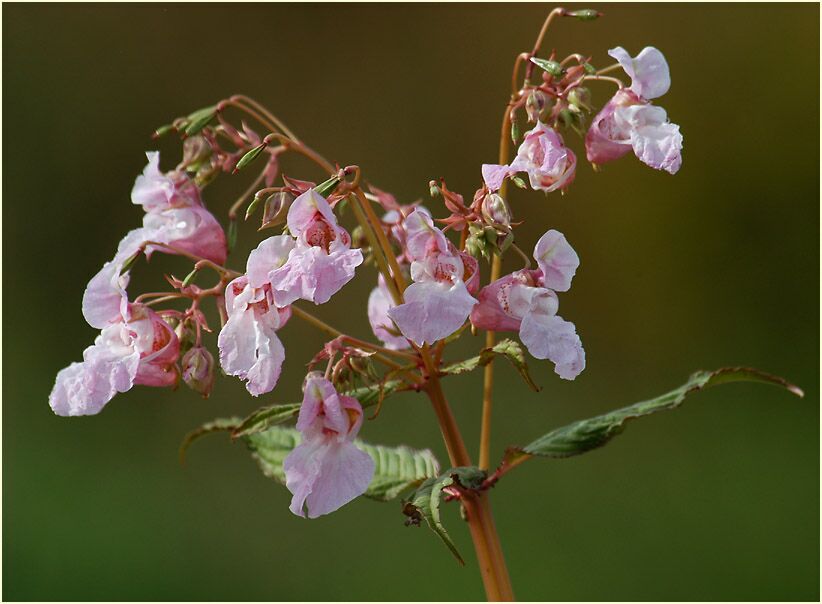 Springkraut, drüsiges (Impatiens glandulifera)