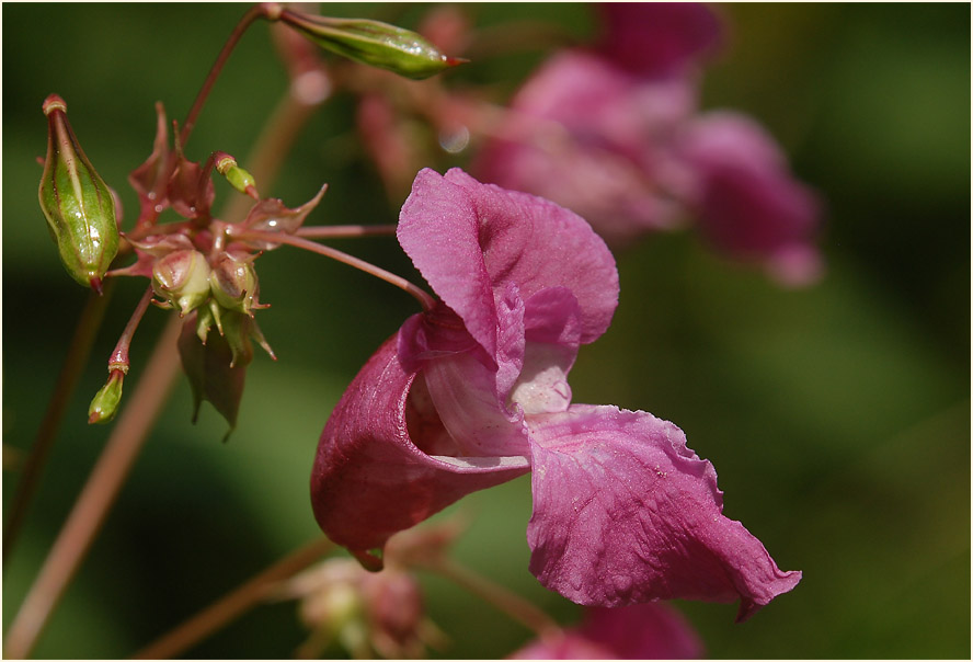 Springkraut, drüsiges (Impatiens glandulifera)