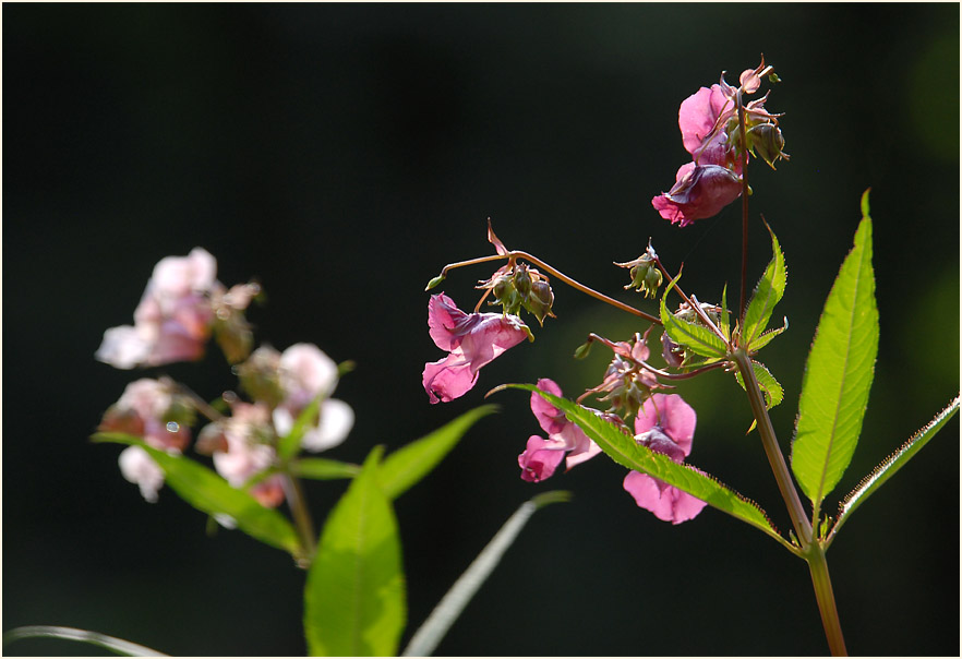 Springkraut, drüsiges (Impatiens glandulifera)