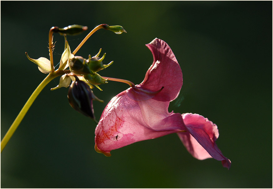 Springkraut, drüsiges (Impatiens glandulifera)