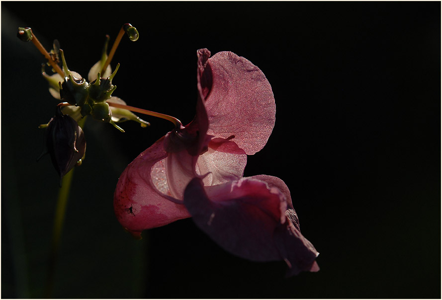 Springkraut, drüsiges (Impatiens glandulifera)