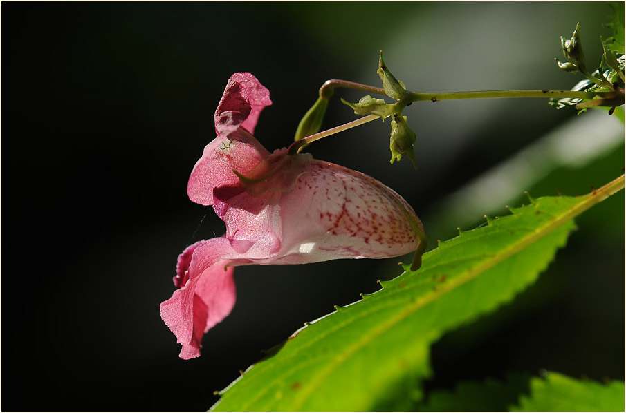 Springkraut, drüsiges (Impatiens glandulifera)