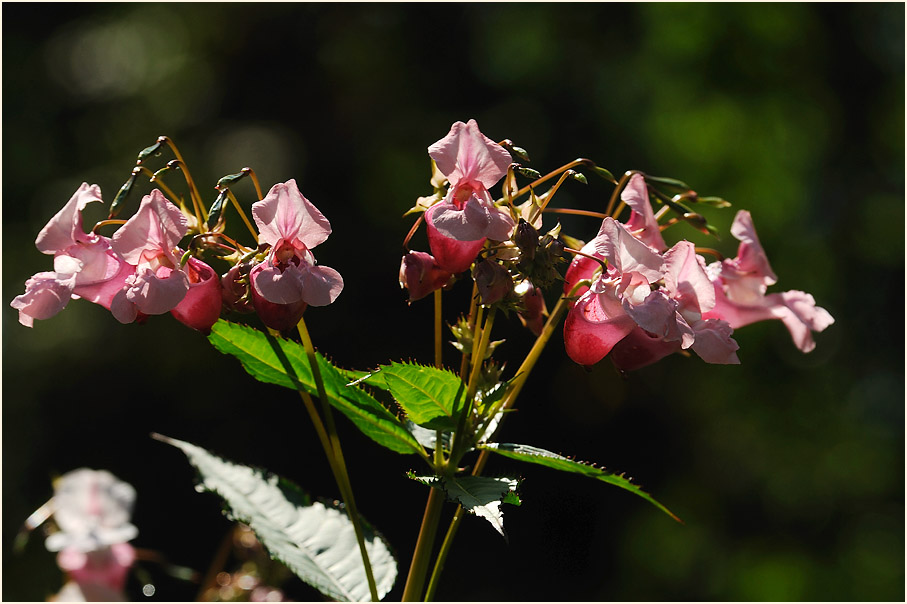 Springkraut, drüsiges (Impatiens glandulifera)