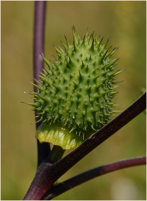 Stechapfel (Datura stramonium)