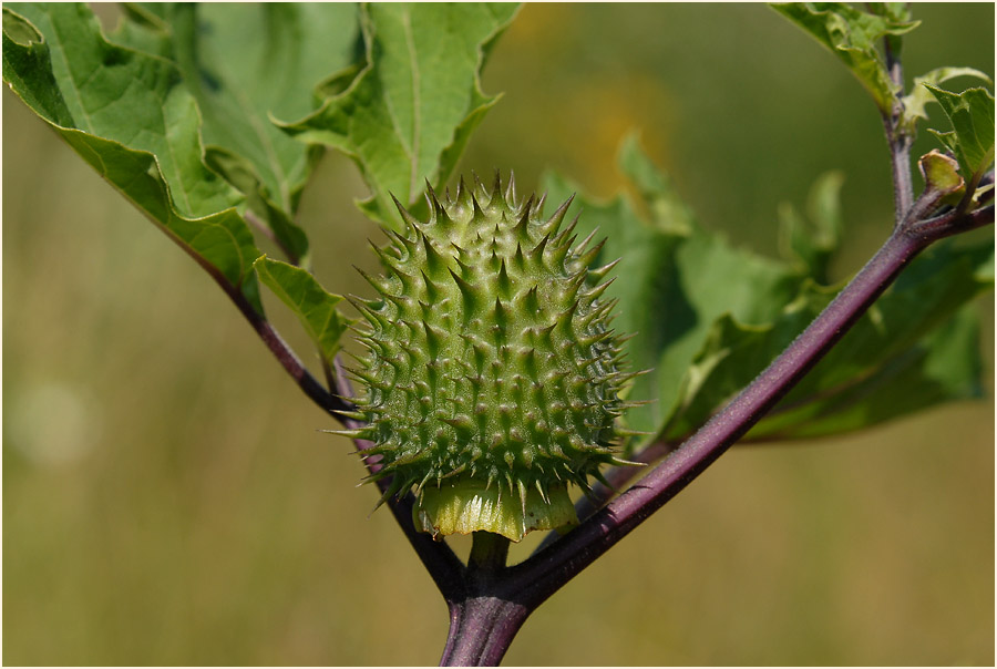 Stechapfel (Datura stramonium)