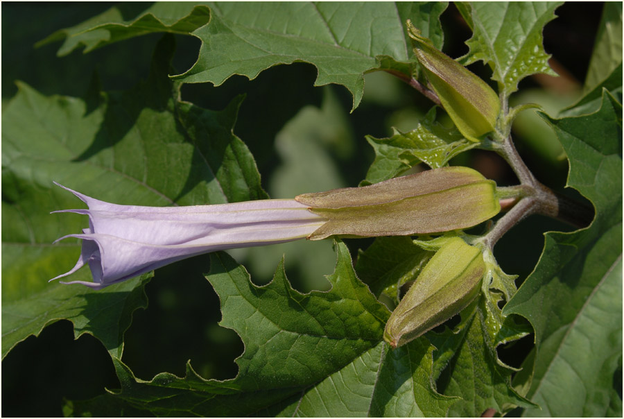 Stechapfel (Datura stramonium)