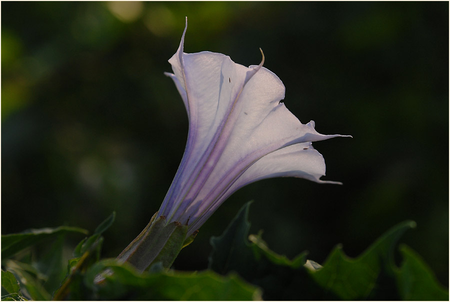 Stechapfel (Datura stramonium)