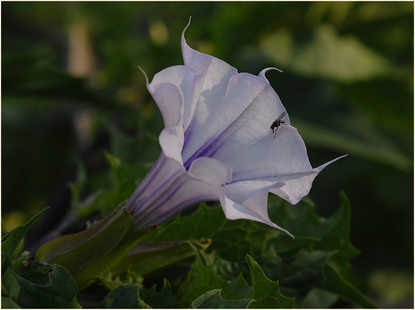 Stechapfel (Datura stramonium)