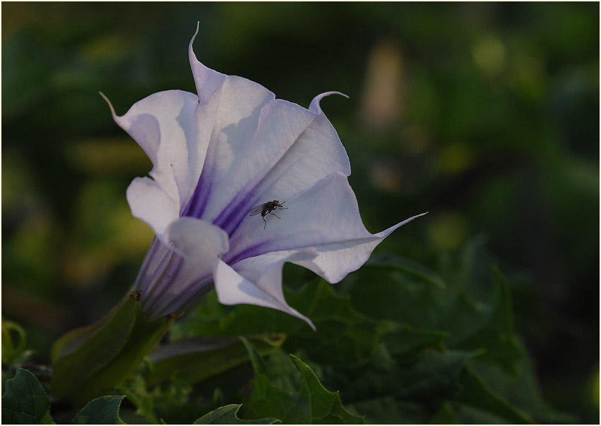 Stechapfel (Datura stramonium)