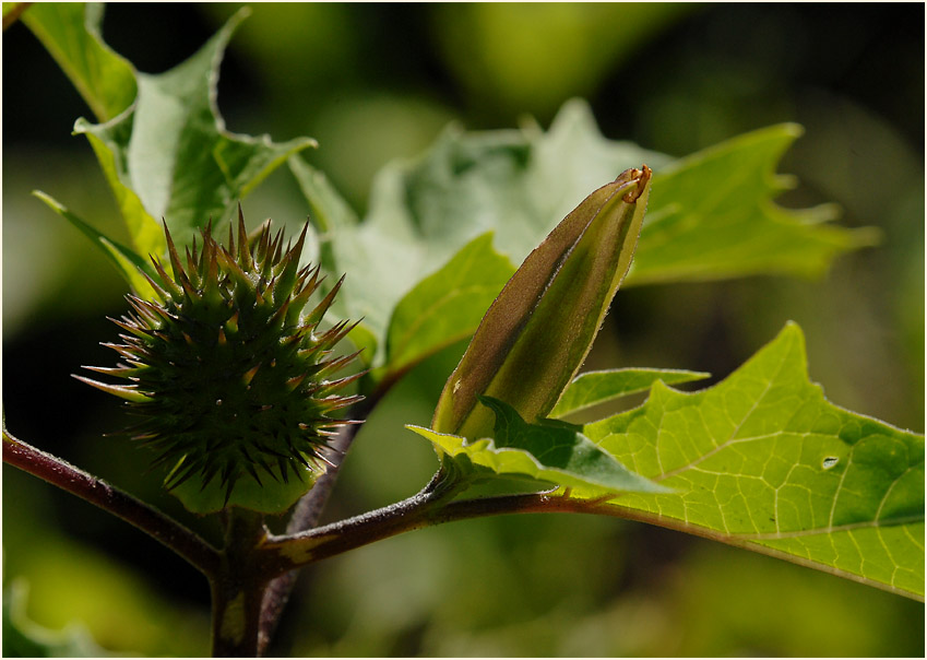 Stechapfel (Datura stramonium)