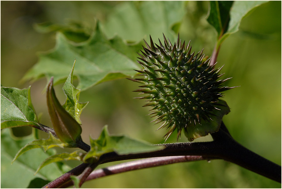 Stechapfel (Datura stramonium)