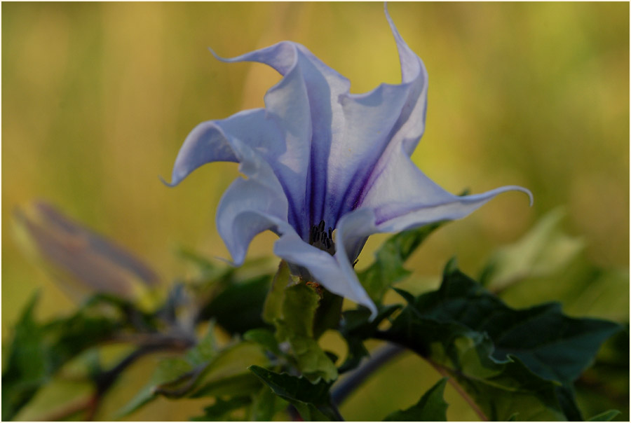 Stechapfel (Datura stramonium)