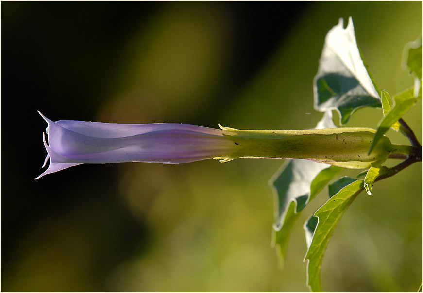 Stechapfel (Datura stramonium)