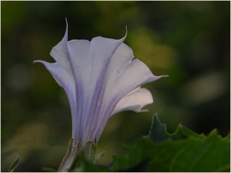 Stechapfel (Datura stramonium)