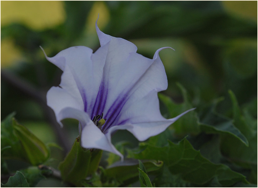 Stechapfel (Datura stramonium)