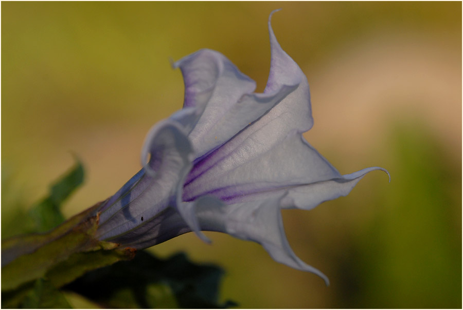 Stechapfel (Datura stramonium)