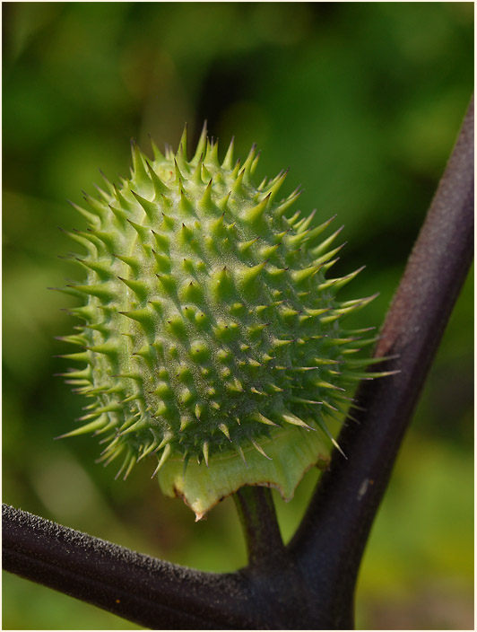 Stechapfel (Datura stramonium)