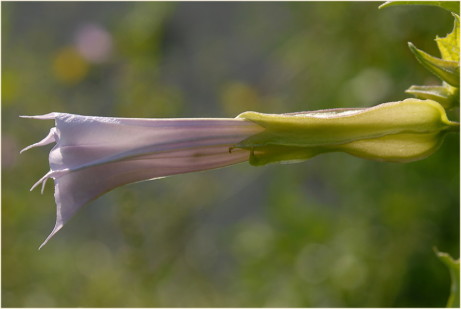 Stechapfel (Datura stramonium)