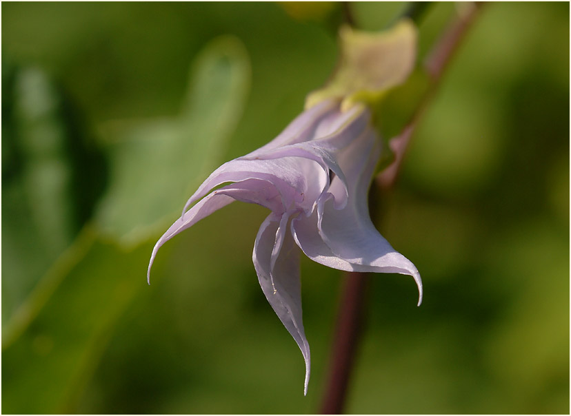 Stechapfel (Datura stramonium)