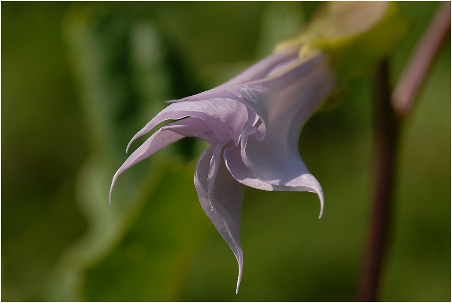 Stechapfel (Datura stramonium)